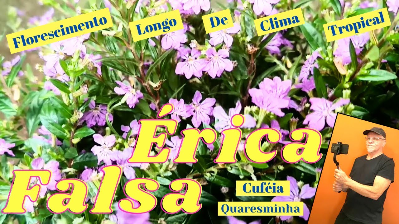 Falsa-Érica ou Cuféia, floresce o ano todo.