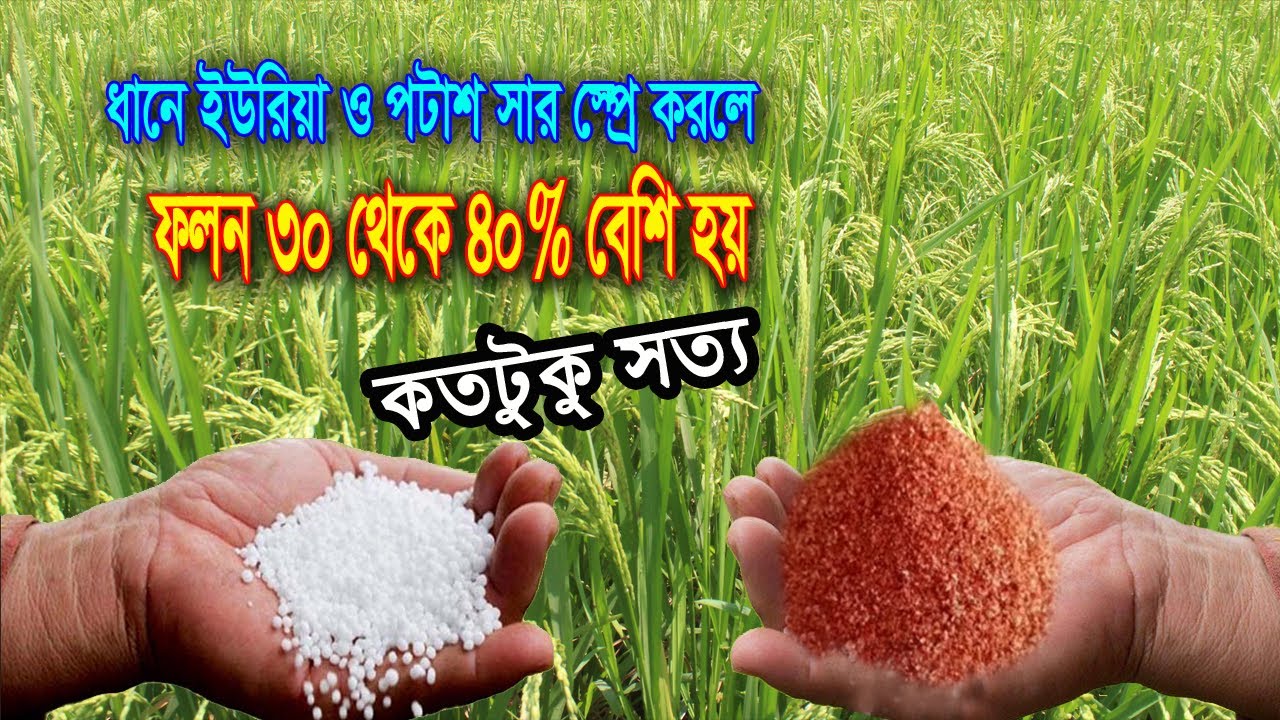 ধানের ইউরিয়া সার স্প্রে পদ্ধতি  ধানে কোন বয়সে ইউরিয়া ও পটাশ স্প্রে করবেন  Urea Spray Methods