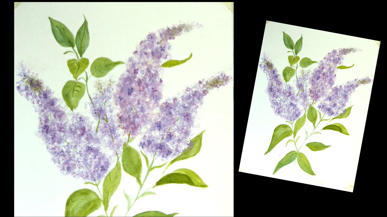 Aquarelle : Lilas