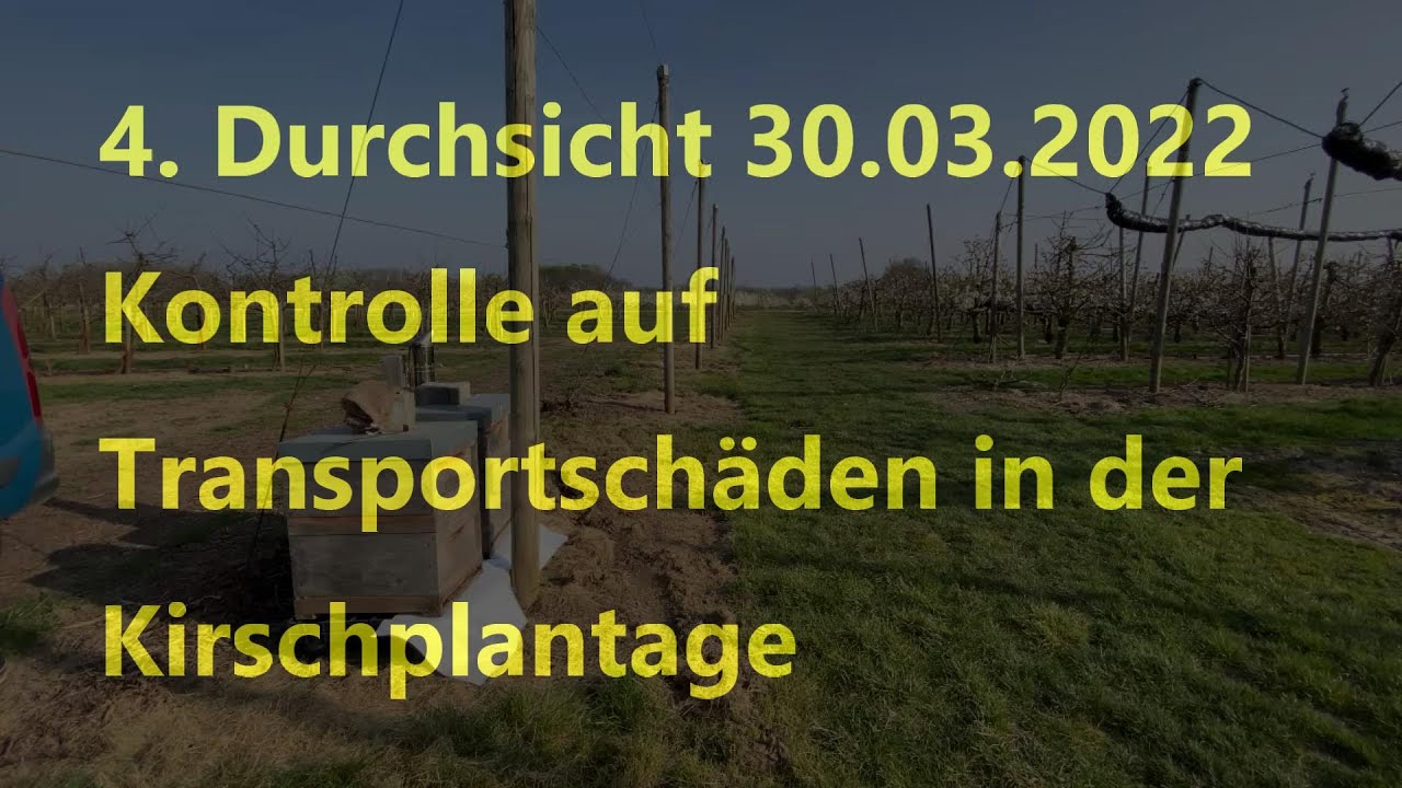 4. Durchsicht 30.03.2022 Kontrolle auf Transportschäden in der Kirschplantage 4K