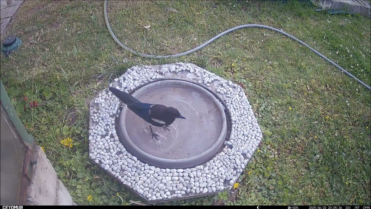 Tieraufnahmen: Vogelbad 21 | #041