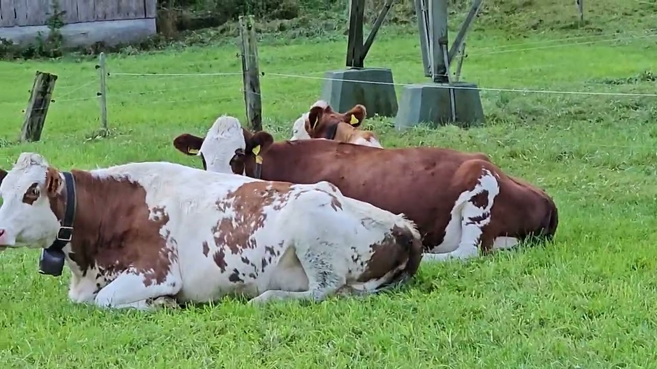 Швейцария сигирлари 2