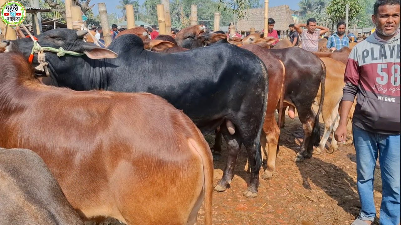 আজ ২৩/২/২৬ | নোয়াখালী ও মুন্সিগঞ্জের খামারী কেমন দামে খামার উপযোগী শাহিওয়াল ষাঁড় কিনছেন | আমবাড়ী হাট
