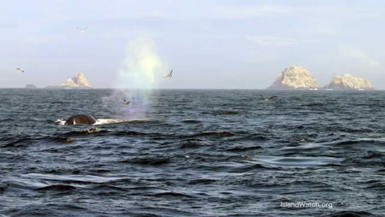 Island Watch - The Farallon Islands Mouse Eradication Project