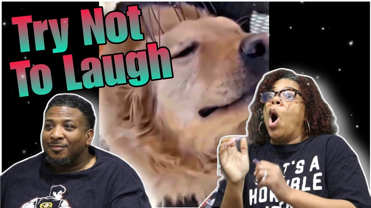 Try Not To Laugh Challenge: Memes That Erase My Braincells