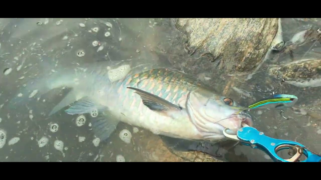 nomad design vertrex max hard lure bait.good lure for mahseer fishing