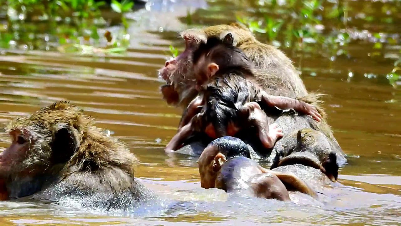 Million Dangerous! Brutus JR Nearly drown into water cos jill,Baby try to breath out , Look baby