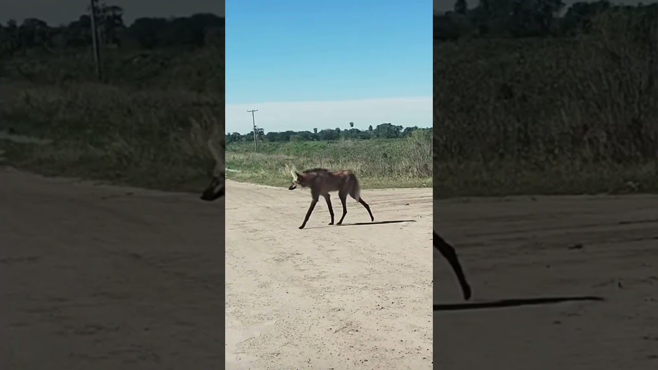 &iexcl; Aguara Guaz&uacute; !