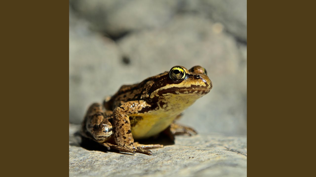Froggy Boi (feat. Rals)