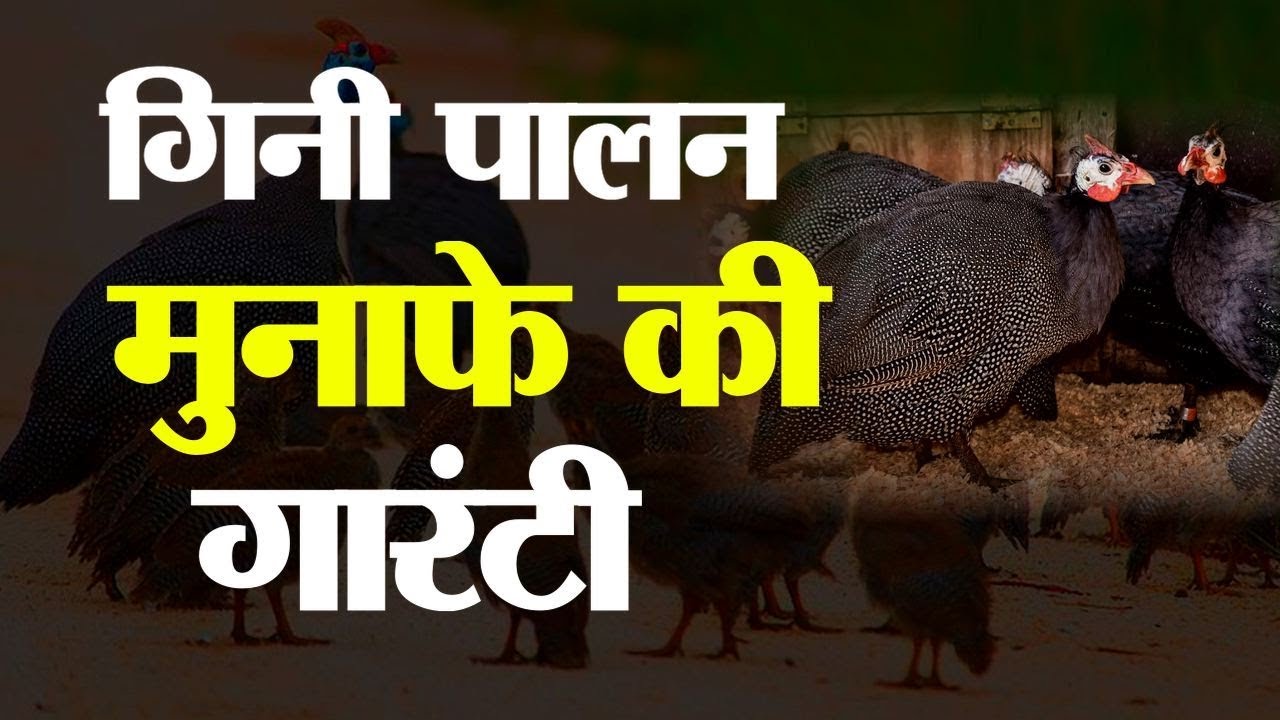 Guineafowl | Raising Guinea Fowl: A Low-Maintenance Flock | गिनी पालन करना है बहुत फायदेमंद