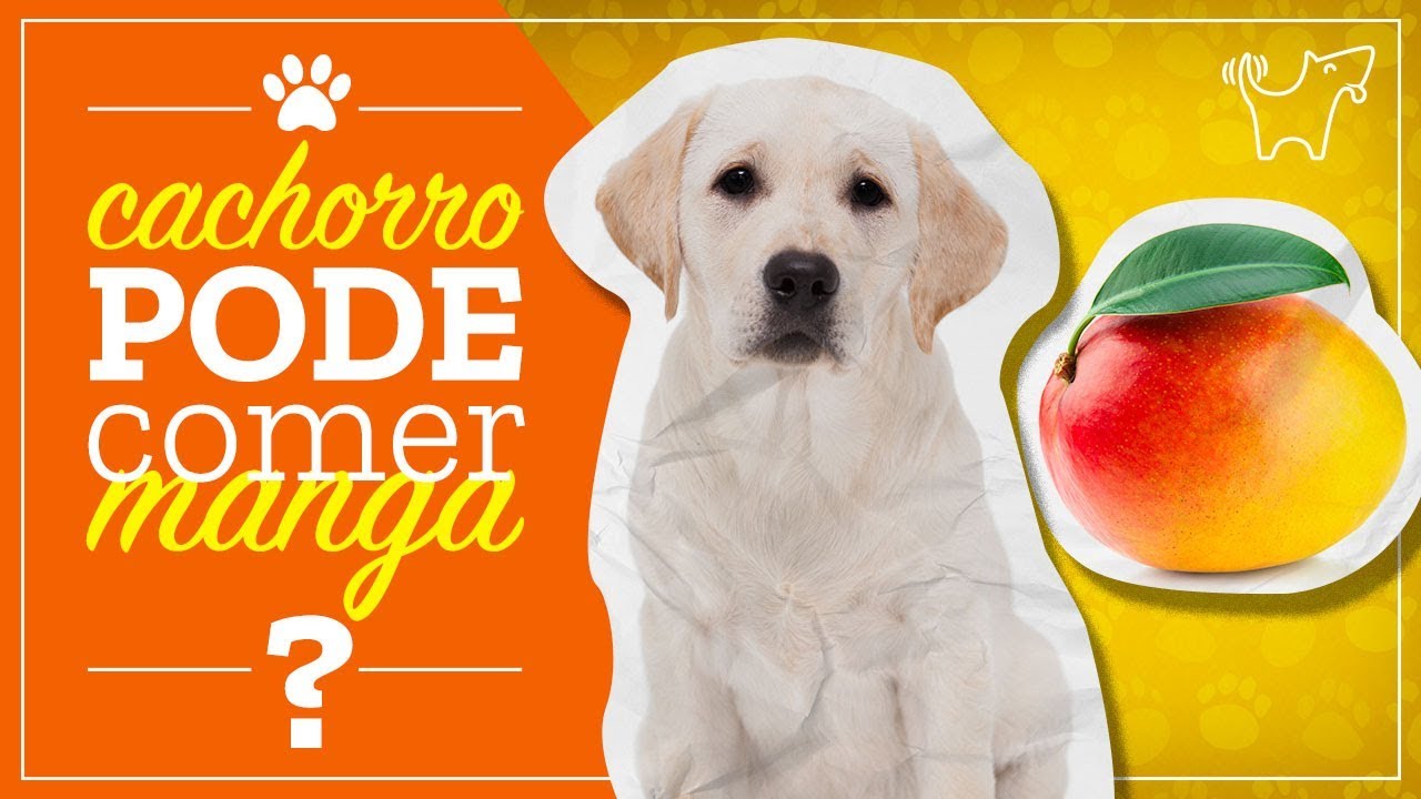 CACHORRO PODE COMER MANGA? MANGA FAZ MAL PARA CACHORRO?