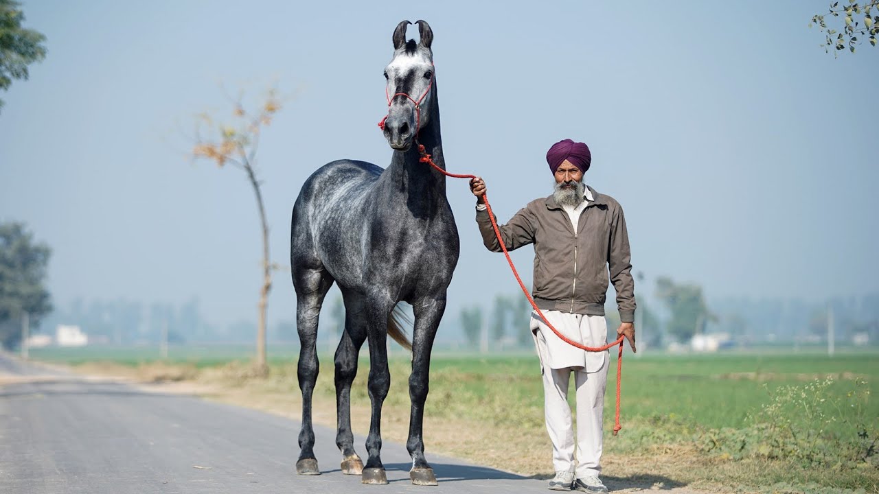 Stallion Zora || Upcoming star of majhuke line|| Kaunke Stud farm owner Karam singh sidhu ji