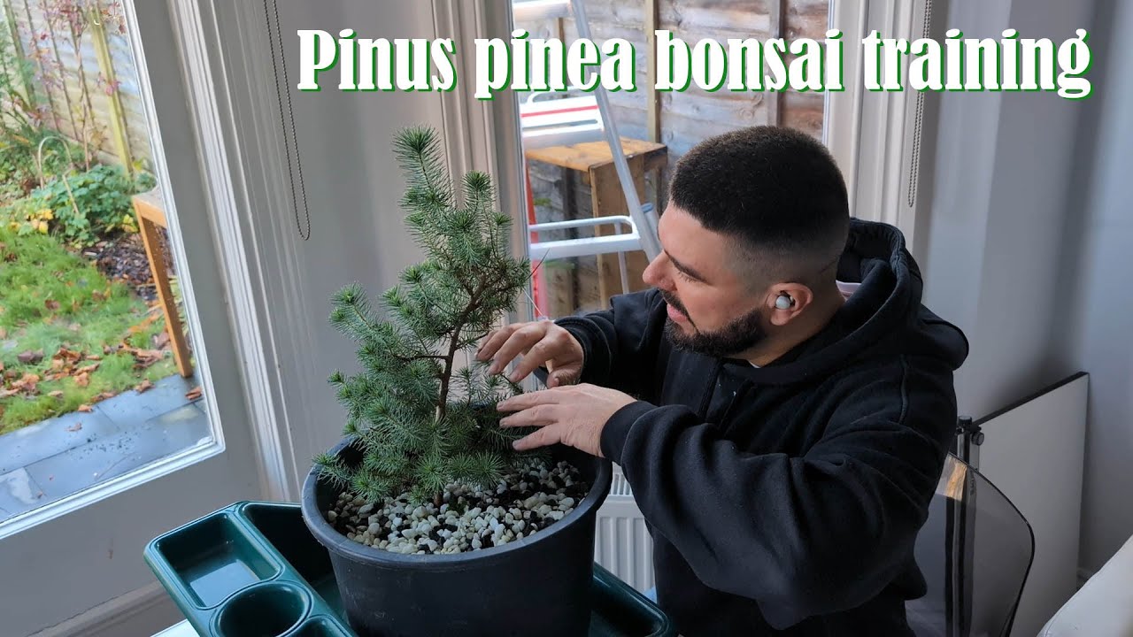 Pinus pinea bonsai training