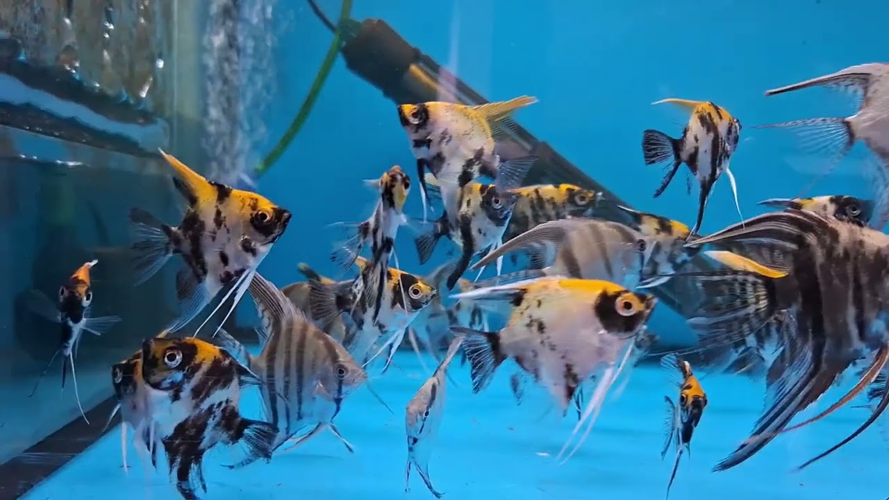 TARKUS AQUALIFE - NEW STOCK OF FISH ARRIVED   09-03-26