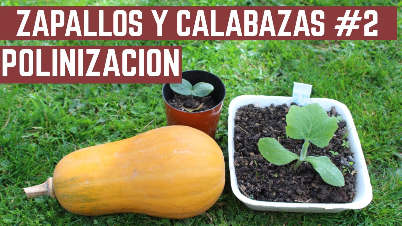 TRUCOS Para Zapallos, Calabazas, Pepinos, Sandías, Melones - Secretos de la Polinizacion