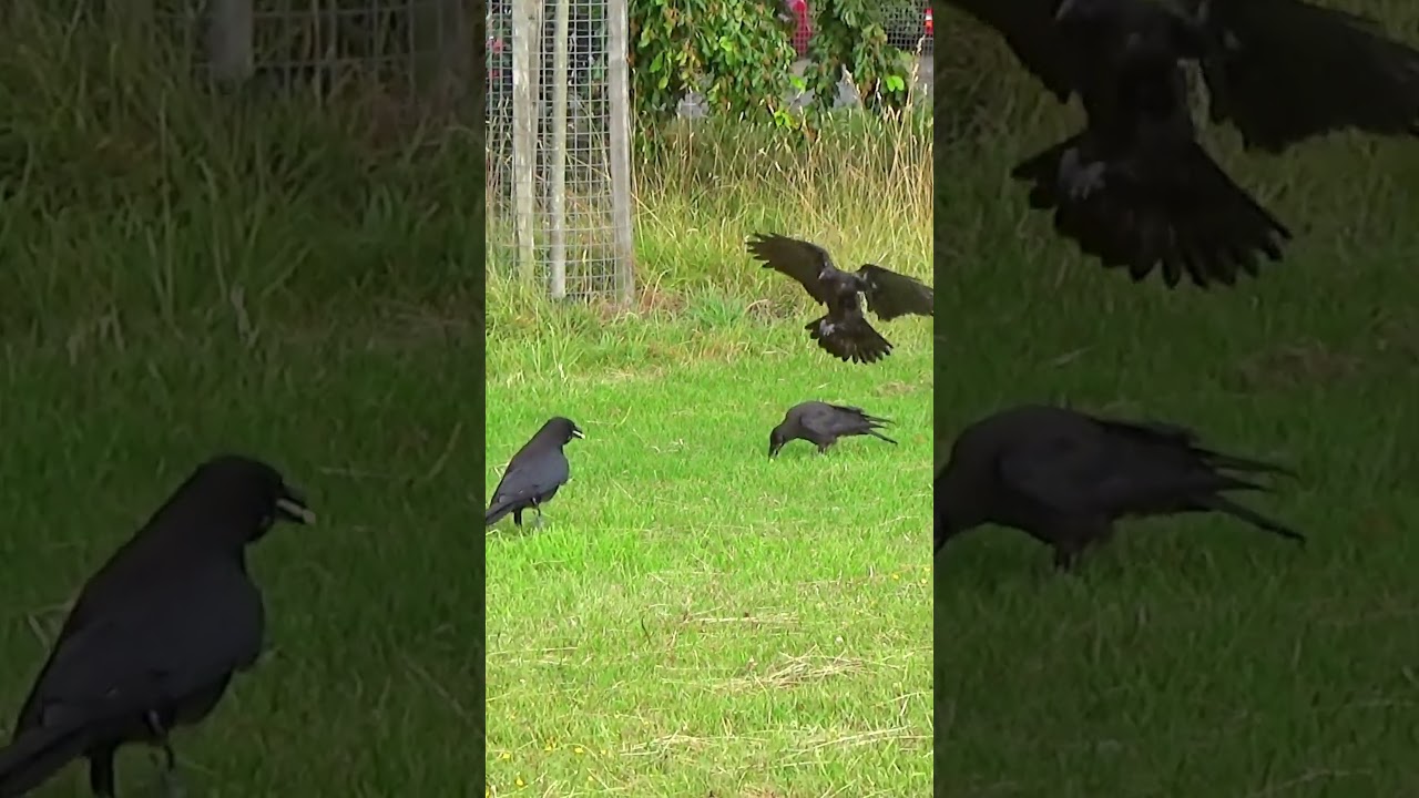 Rude Crow Fledglings Snatching Food / Park Crows 4K