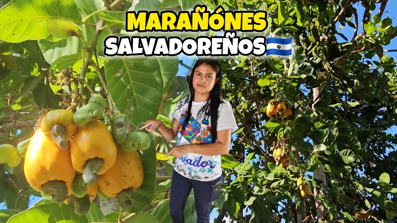 Temporada de MARAÑONES EN EL SALVADOR 🇸🇻 🤤