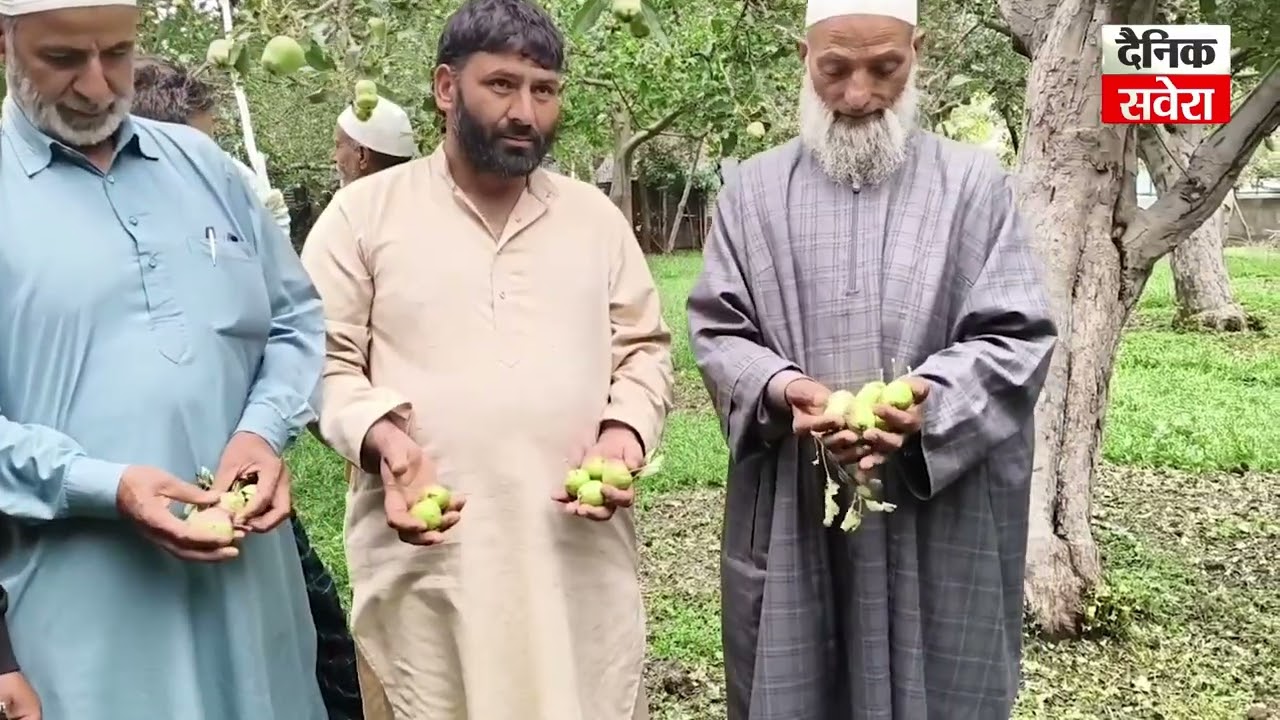 Shopian&rsquo;s Apple Economy Under Stress, Farmers Demand Relief After Hailstorms