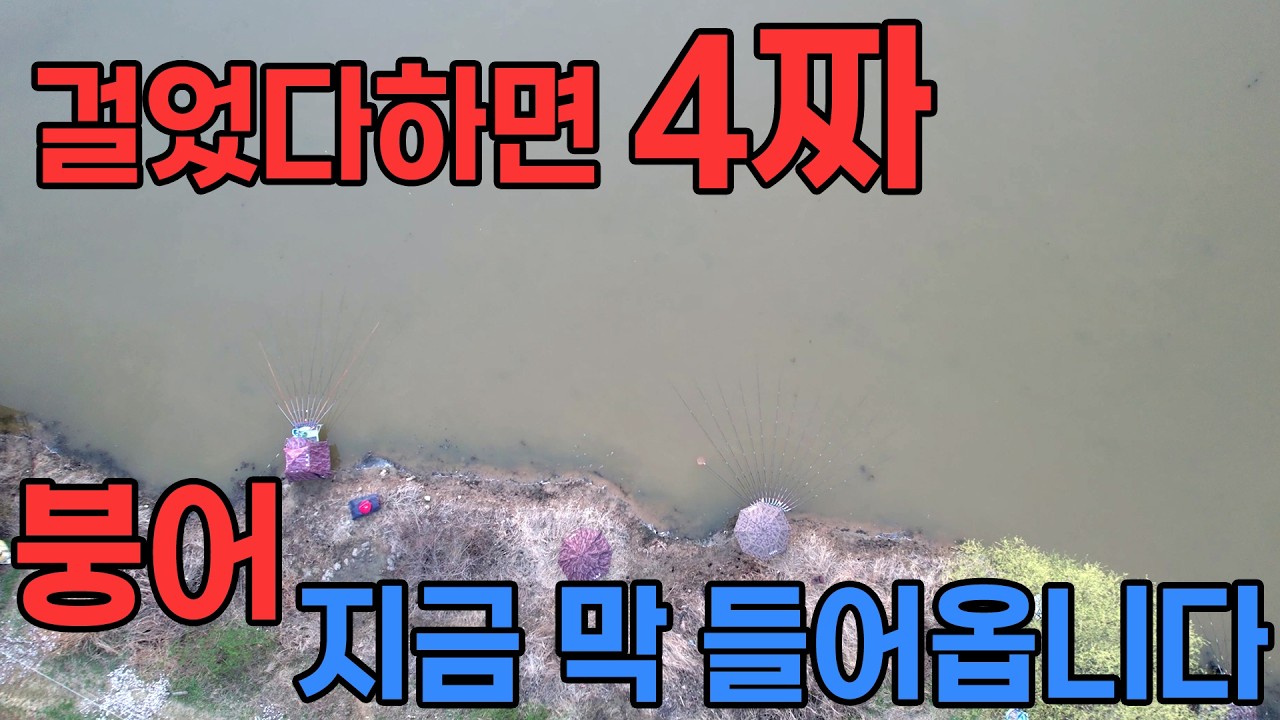 걸었다하면 4짜급 붕어 지금 막 들어옵니다 붕어낚시