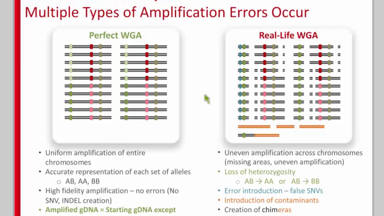 Whole Genome Amplification (WGA): What to Do When You Don’t Have Enough Genomic DNA