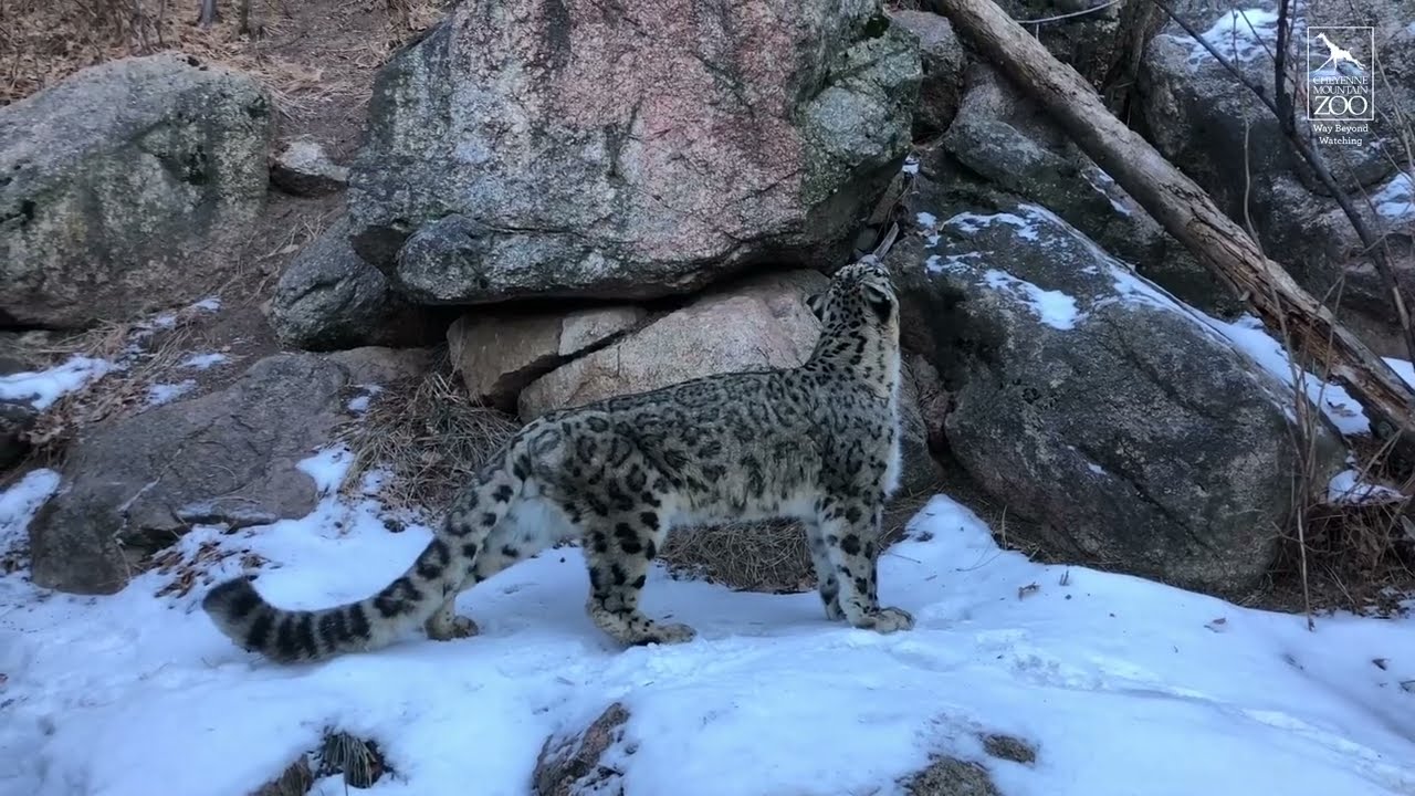 Snow Leopard Keeper Talk: Training and Enrichment