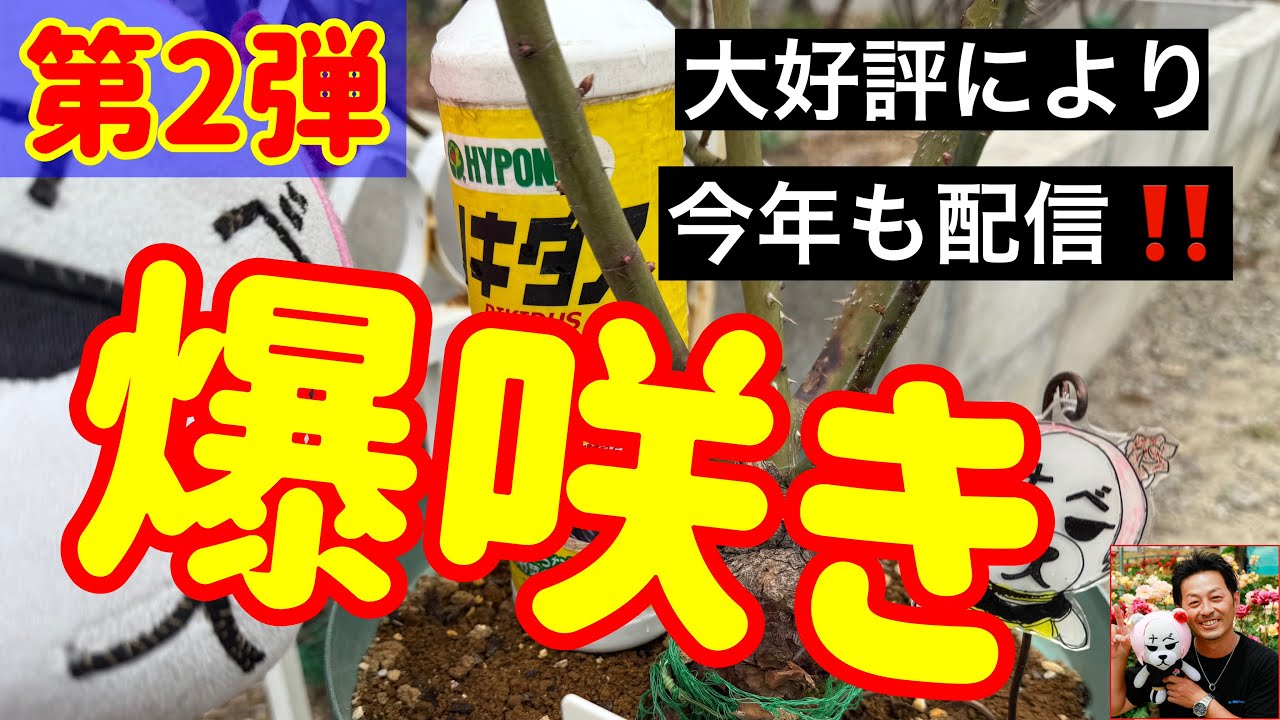 こちらが超大事‼️第2弾【爆咲き】春は爆咲き間違いない🌹必ずやってください😊🐻