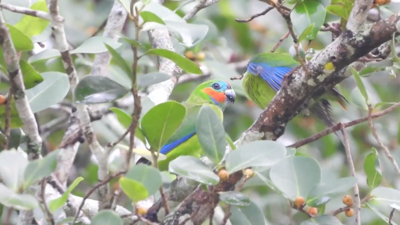 Double-eyed Fig-Parrot (Cyclopsitta diophthalma)