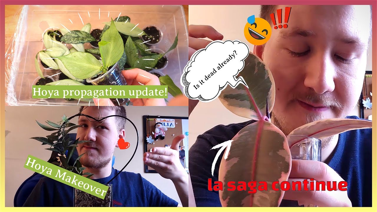 Hoya Propagation Update! 🌿 | Hoya Makeover 🙈 | Update sur mon Ficus Ruby... 😮‍💨