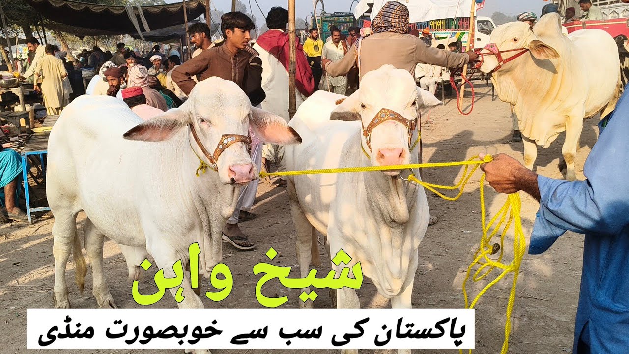 Sheikhwan Mandi Pakistan ki Sub Say Khubsorat Mandi | @MandiBoy8080 | Zeeshan khan 