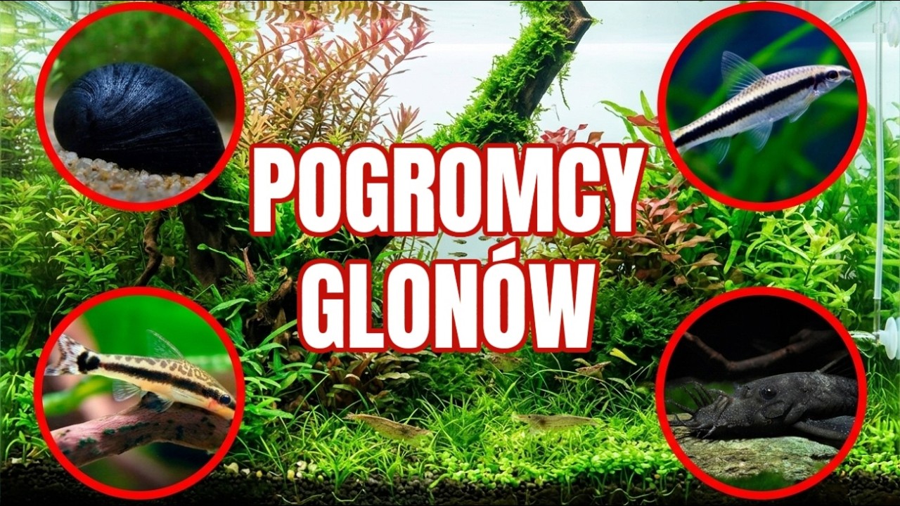 NAJLEPSZA EKIPA DO CZYSZCZENIA AKWARIUM &ndash; Otoski, Krewetki Amano czy Glonojad?