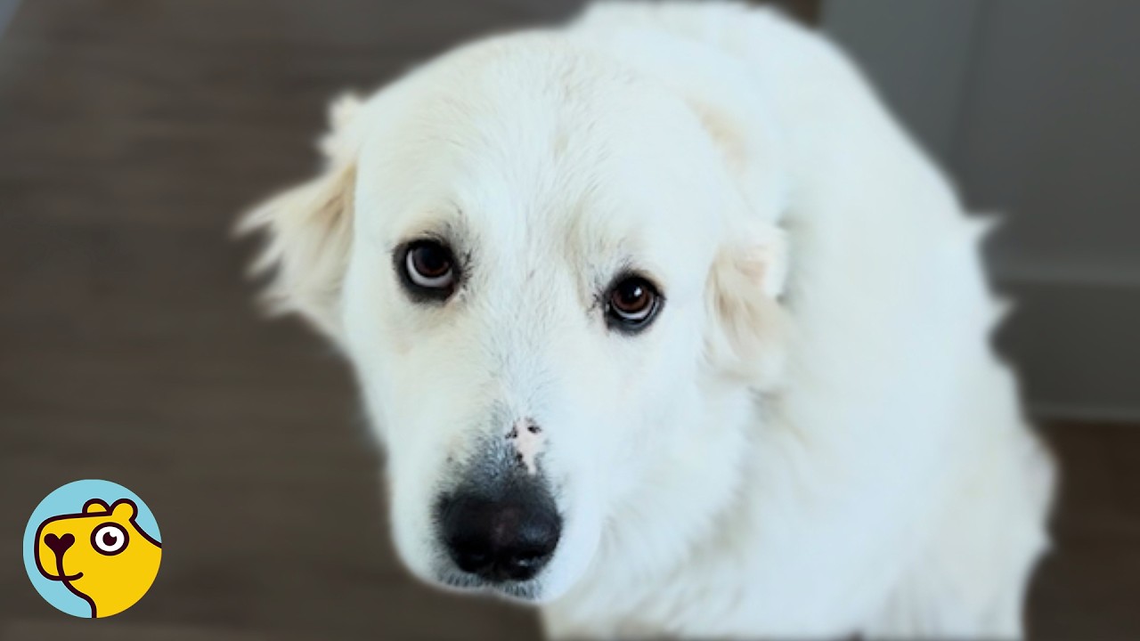 Man Thought He Rescued One Dog. The Vet Said Otherwise