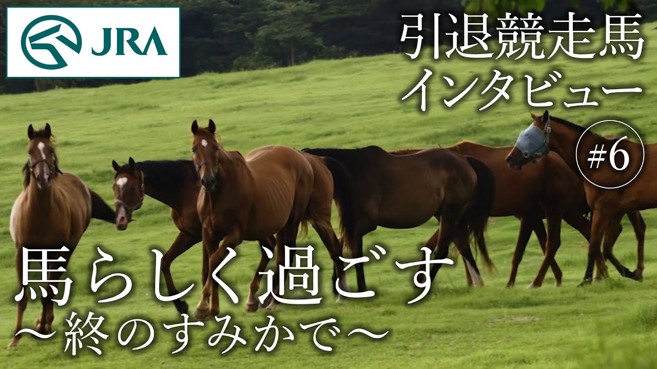 【引退競走馬インタビュー】#6 馬らしく過ごす ～終のすみかで～ | JRA公式