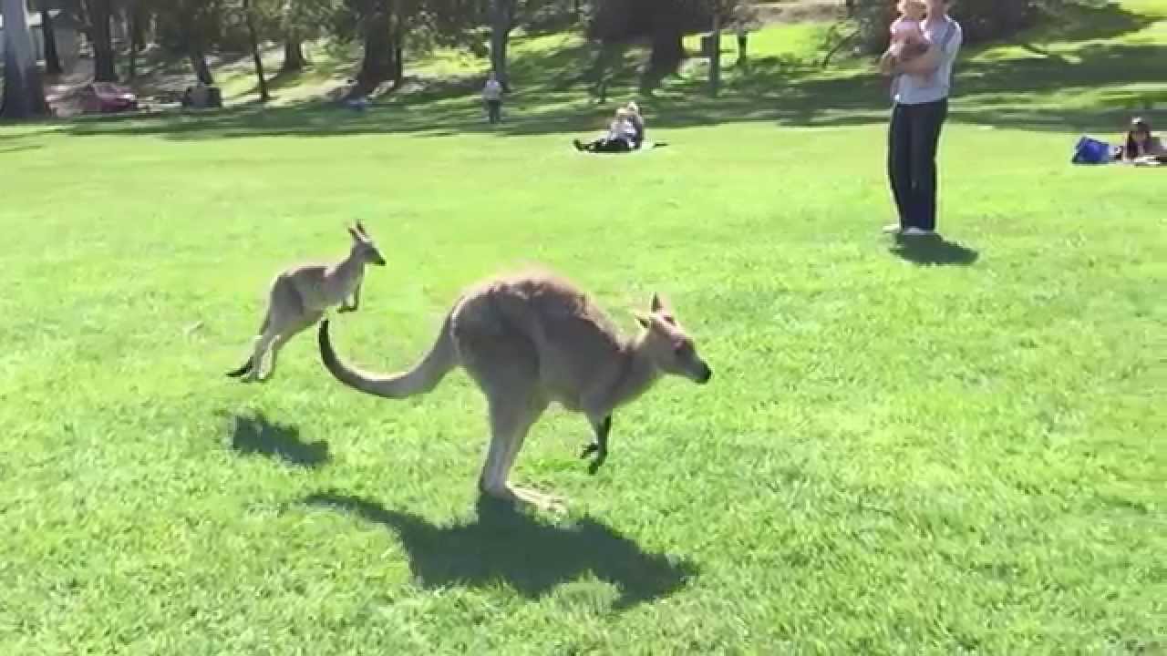 Slow Motion Kangaroo!