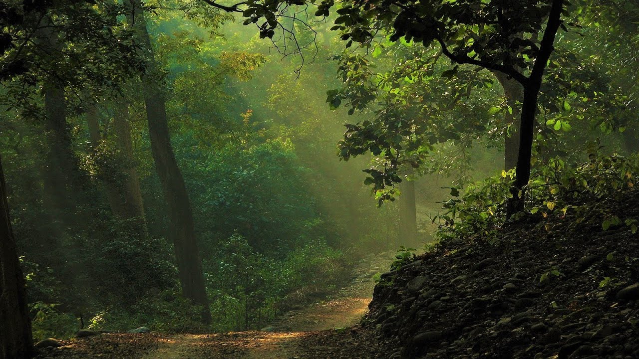 Beautiful India Music - Forest Canopy