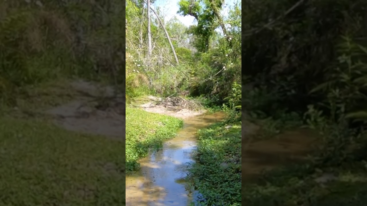 Finding Footprints In The Swamp! #nature #naturelovers #footprints