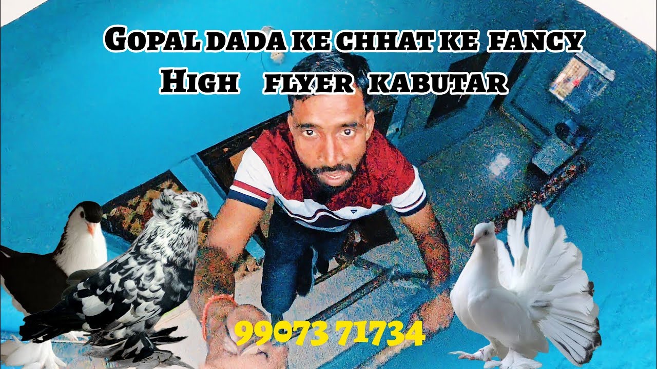 Apne sentinet female kabutar ke badle kalsira liya#high flyer kabutar#fancy kabutar#kabootar#pigeon