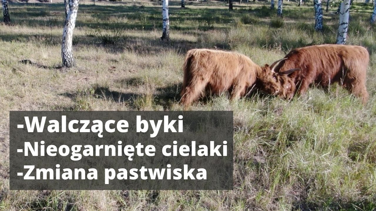 Vlog z farmy. Sierpień 2020