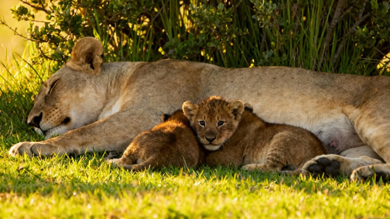 1 Hour Relaxing African Nature Lionesses, Cubs & Peaceful sounds