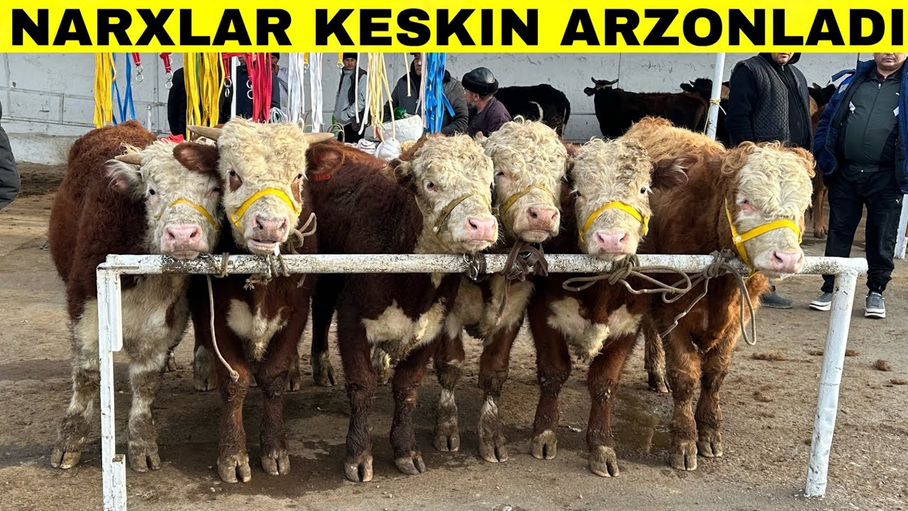 Bozorda Narxlar Yer Bilan Bitt Boldi😳Sabab Nima ? SHoxidon chorvabozori Narxlari 