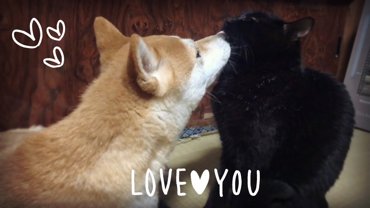むしゃくしゃして猫に溺れる柴犬 The dog love the cat too much
