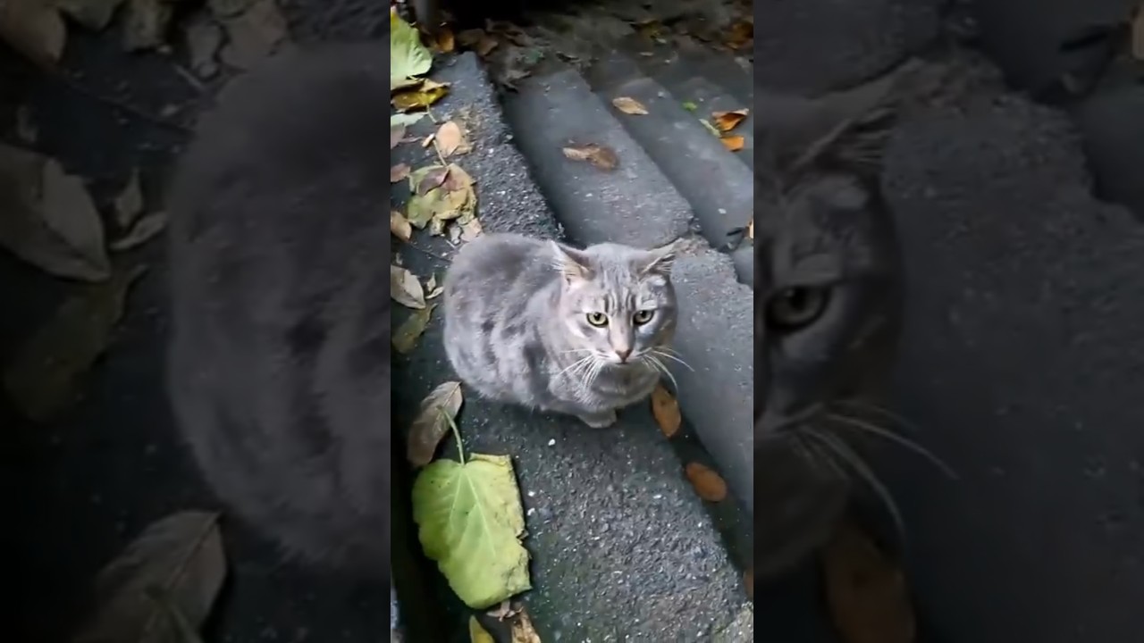 Istanbul is the City of Cats 🇹🇷