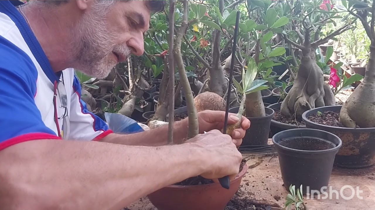 Enxertia diferente nas Rosas do Deserto