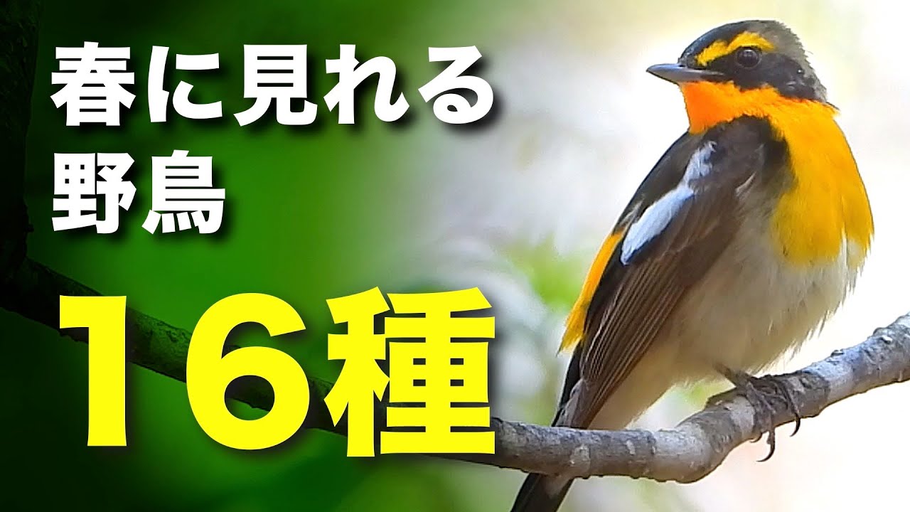 春の野鳥たちが大集合！初心者でも分かる解説動画