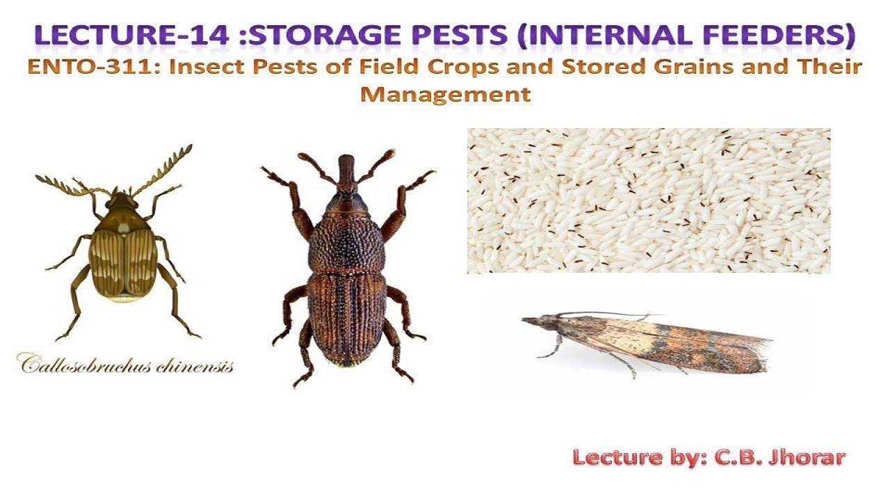 ENTO 311 Lec 14 Storage Pests (Internal seed borer)