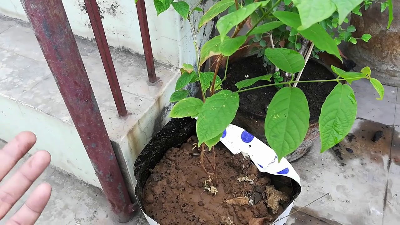 मधुमालती को गमले में  कैसे ग्रो करे HOW TO GROW RANGOON CREEPER VINE IN POTS , SUMMER PLANT