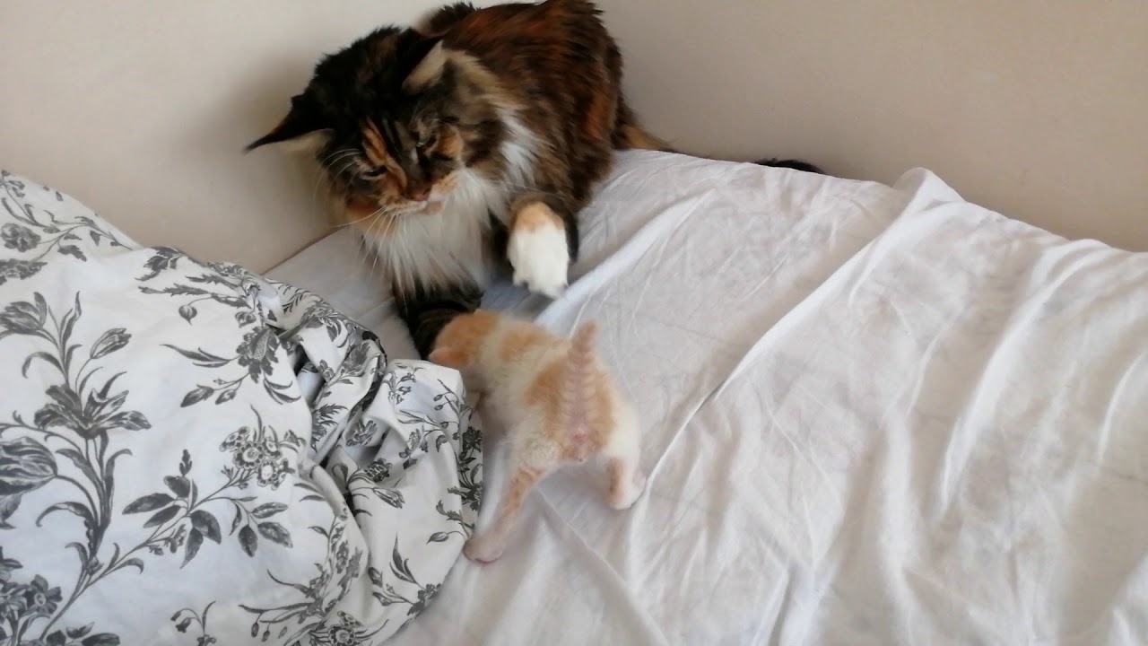 Tosia & Orfiś - pierwsze spotkanie