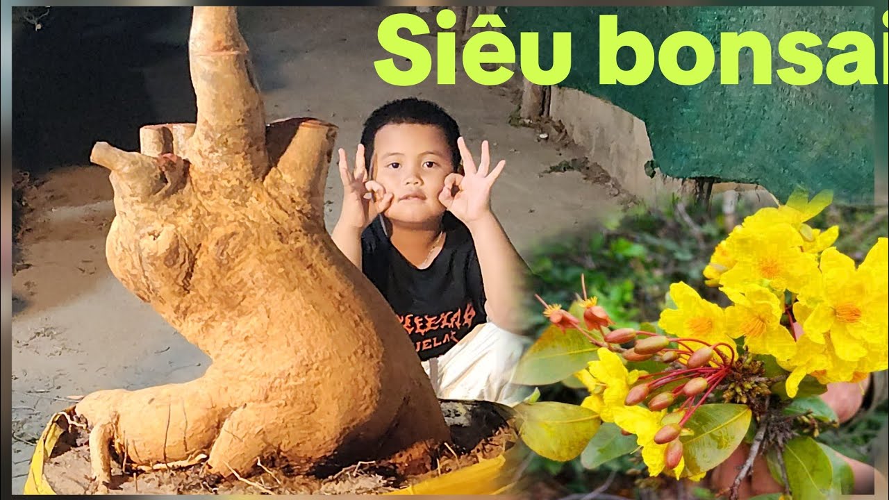 Ngày 10/3 Lô mai rừng búp đỏ siêu đẹp, nhiều siêu phẩm bonsai, mời cả nhà vào xem