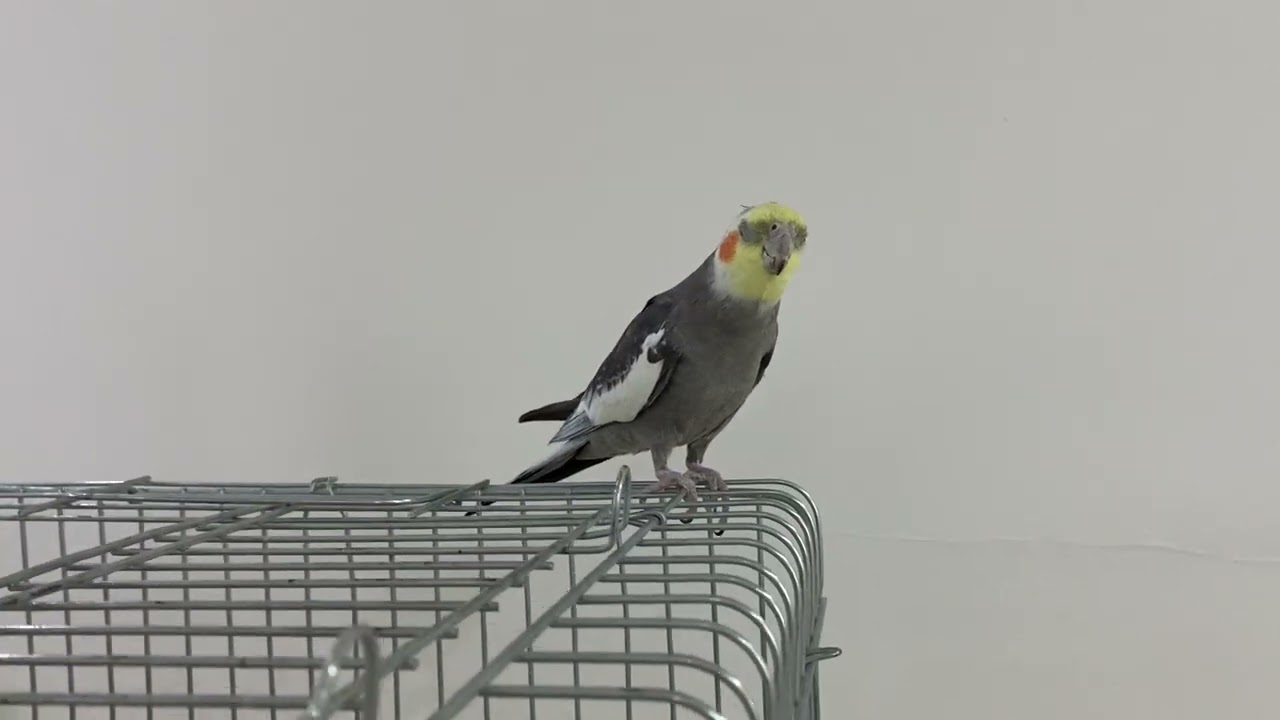 Cockatiel singing ✨Mr Coco and Mrs Bella 💕