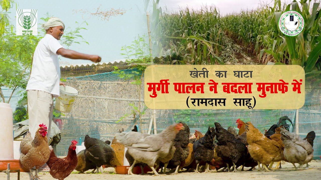 Success story of backyard poultry farmer (खेती का घाटा मुर्गी पालन ने बदला मुनाफ़े में : रामदास साहू)