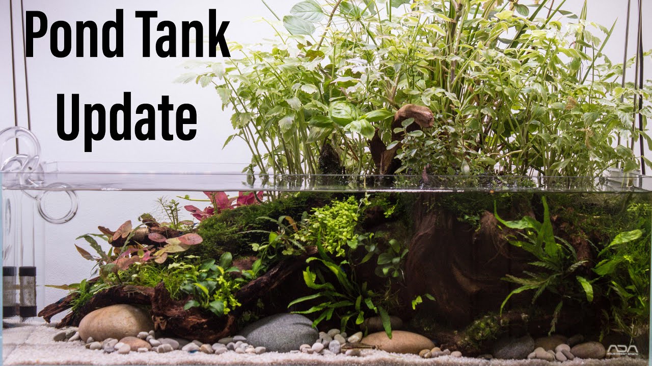 Pond Tank Update - Aquascape